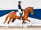 Annuncio cavallo