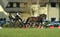 Annuncio cavallo