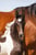Annuncio cavallo