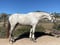 Horse ad