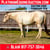 Horse ad