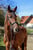 Horse ad