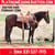 Horse ad