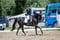 Horse ad
