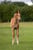 Pferdeinserat