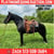 Horse ad