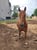 Horse ad