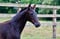 Horse ad