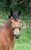Annuncio cavallo