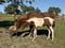 Horse ad