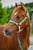 Annuncio cavallo