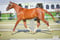 Annuncio cavallo