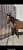 Horse ad