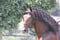 Annonce cheval