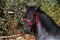 Annuncio cavallo
