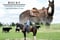 Horse ad