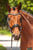 Annuncio cavallo