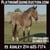 Horse ad