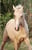 Horse ad