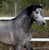 Horse ad
