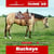 Horse ad
