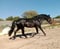 Horse ad