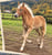 Annuncio cavallo