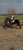 Horse ad