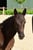 Annuncio cavallo