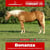 Horse ad