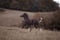 Horse ad