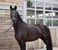 Horse ad