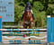 Annuncio cavallo