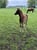 Horse ad