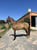 Annuncio cavallo