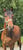 Horse ad