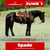 Annuncio cavallo