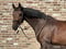 Annuncio cavallo