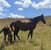Annuncio cavallo
