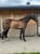 Horse ad
