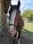 Horse ad