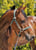 Annuncio cavallo