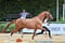 Annuncio cavallo