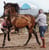 Anuncio de caballos