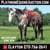 Horse ad