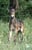 Horse ad