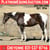 Horse ad