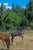 Horse ad