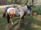 Horse ad