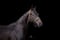 Annuncio cavallo